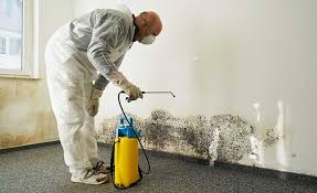 Environmental Consulting for Mold Prevention in St Louis Park, MN